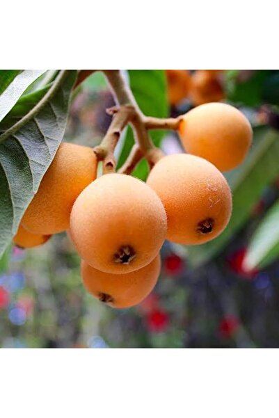 Genel Markalar YENİ DÜNYA ( MALTA ERİĞİ ) 120-150 cm Tüplü