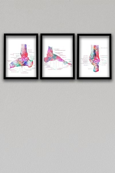 Dekor Loft Diagramă anatomică, cadou pentru medic, ortopedie, oasele picioarelor, diagramă de perete pentru camera medicului 3 buc