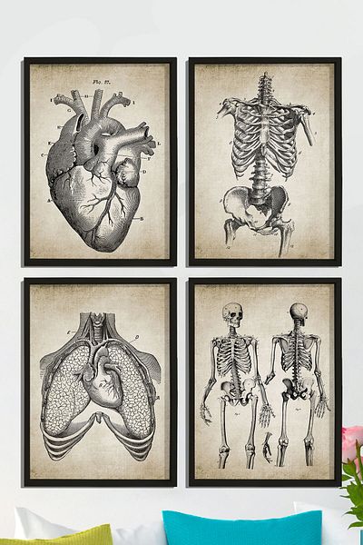 Dekor Loft Set de 4 tablouri de perete cu cadru de pin natural Anatomie umană