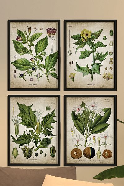 Dekor Loft Set Botanic pentru pictură murală în cadru de pin natural Fabrica de medicamente antice
