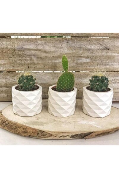 Dekoratif Beton Saksı Kaktüs Sukulent Saksısı Alçı Saksı