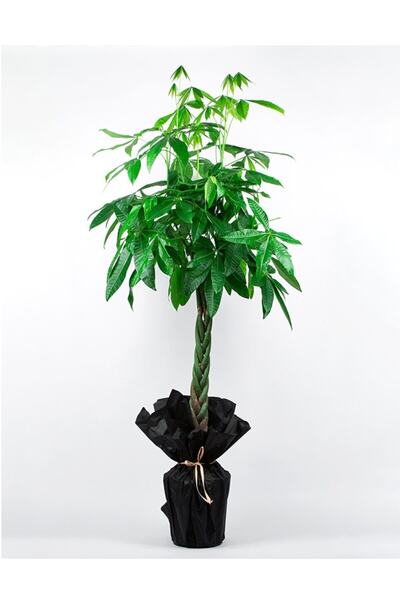 Bizim Bahçe Çiçekçilik Örgülü Pachira Bitkisi (para Ağacı) 150-160 cm