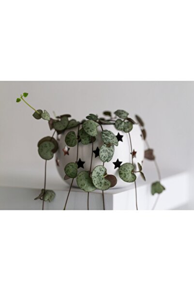 Hilal Garden Ceropegia Woodii Kalp Kalbe Karşı Çiçeği