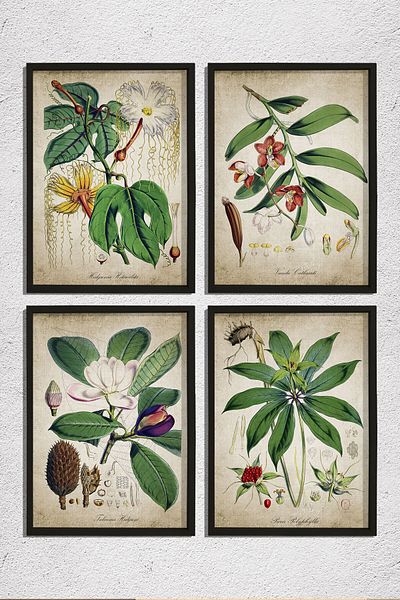Dekor Loft Set de 4 tablouri de perete cu rame din pin natural, plante antice