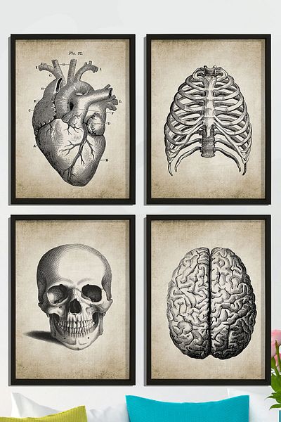 Dekor Loft Set de 4 tablouri de perete cu cadru de pin natural Anatomie umană