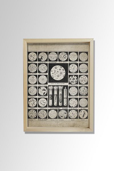 Dekor Loft Diagramă de perete înrămate cu pin natural Bacterii și microbii