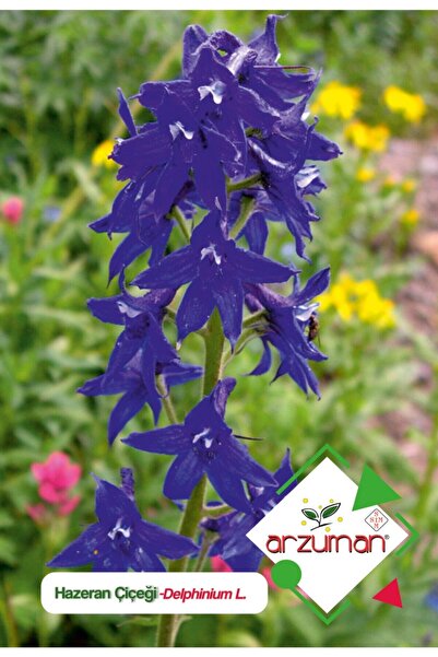 Arzuman Hazeran (delphinium L.) Çiçek Tohumu 30 Adet