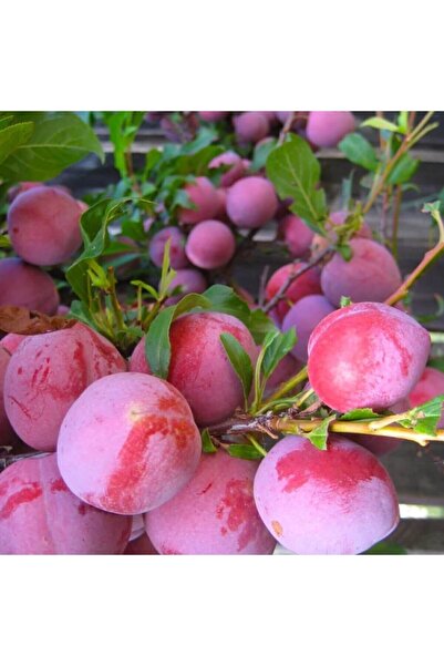 Doğan Fidancılık Tüplü Red Early Japon Erik Fidanı