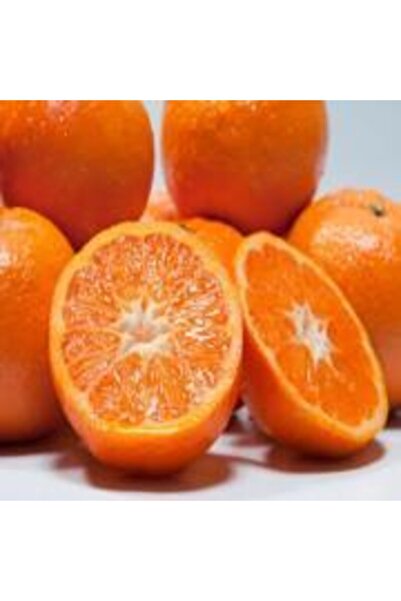 Doğan Fidancılık Tüplü Erkenci Çekirdeksiz Bol Sulu Primasol Mandalin Fidanı