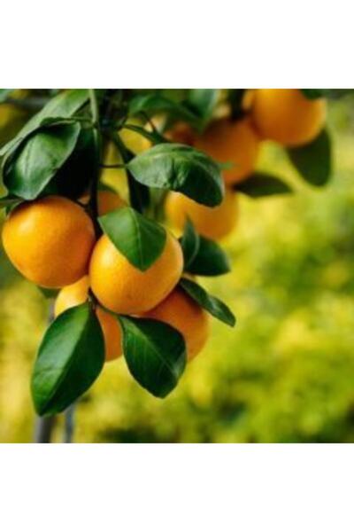 Doğan Fidancılık Tüplü Aşılı Satsuma Mandalina Fidanı 2 Yaş Tüplü Aşılı Fidan