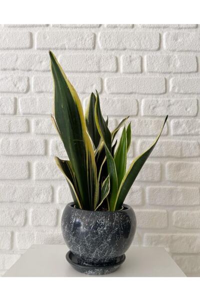 odka 8litre Küre Saksı Tabaklı Yükseklik:16cm Çap:18cm Antrasit Mermer Desenli