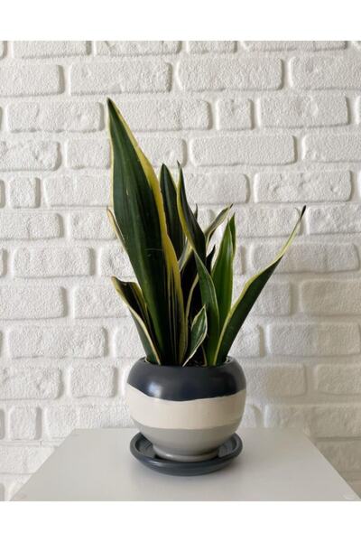 odka 8litre Küre Saksı Tabaklı Yükseklik:16cm Çap:18cm Antrasit-ekru-granit Renk