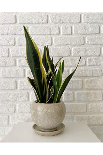 odka 5litre Küre Saksı Tabaklı 14cmx14cm Taş Mermer Desenli