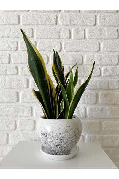 odka 5litre Küre Saksı Tabaklı 14cmx14cm Mia Seri Beyaz Mermer Desenli