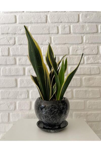 odka 5litre Küre Saksı Tabaklı 14cmx14cm Siyah Mermer Desenli