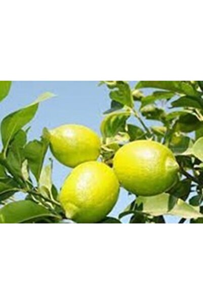 Doğan Fidancılık Tüplü Aşılı Yediveren Limon Fidanı 2 Yaş 90-120cm