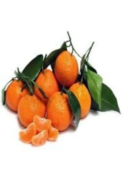Doğan Fidancılık Tüplü Aşılı Satsuma Mandalina Fidanı 2 Yaş Tüplü Aşılı Fidan