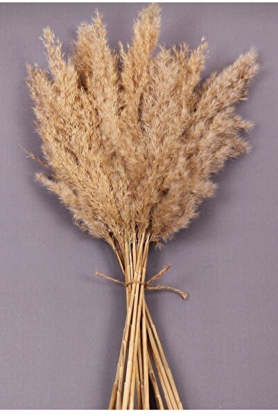 ABETE Natürel Kuru Çiçek Pampas 20 Adet 100cm