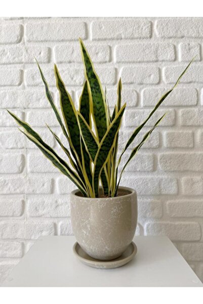 odka 8litre Saksı Tabaklı Yükseklik:17cm Çap:19cm Mia Taş Mermer Desenli