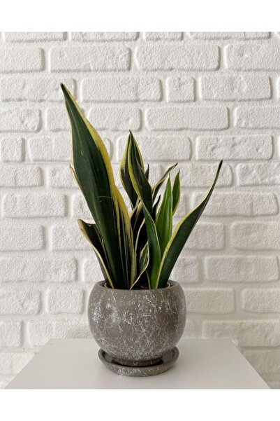 odka 8litre Küre Saksı Tabaklı Yükseklik:16cm Çap:18cm Vizon Mermer Desenli