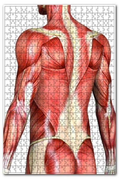 Cakapuzzle لغز رجل ذو عضلات مكون من 255 قطعة MDF (خشب)
