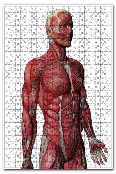 Genel Markalar Kas Anatomi Yan Görünüm 500 Parça Puzzle Yapboz Mdf (ahşap)