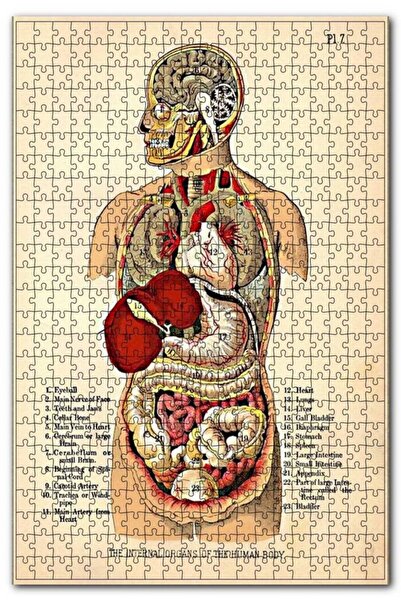 Cakapuzzle Insan Vücudu Haritası Eski 120 Parça Puzzle Yapboz Mdf (ahşap)