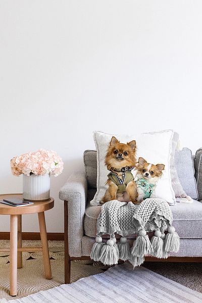 Realhomes Față de pernă cu două fețe drăguț câini imprimat digital modern Raschel tricotat husă de pernă