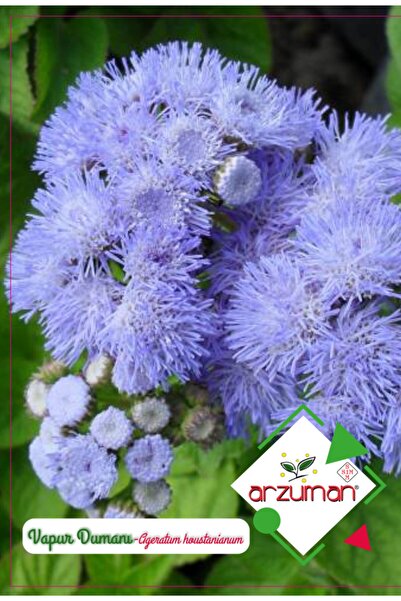 Arzuman Tohum Vapur Dumanı Çiçeği Çiçek Tohumu