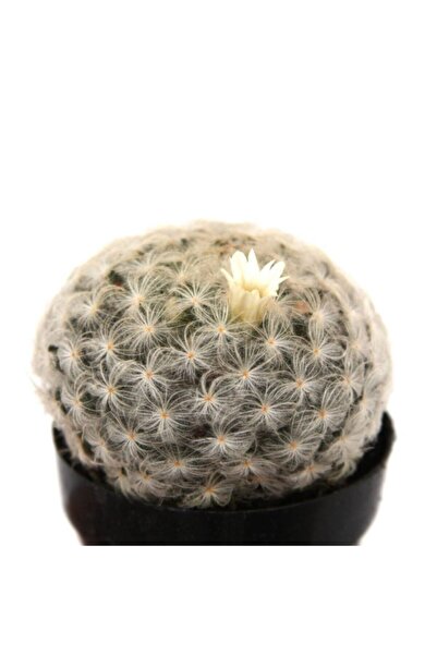 LEVANT Mamillaria Plumosa Feather Kaktüs