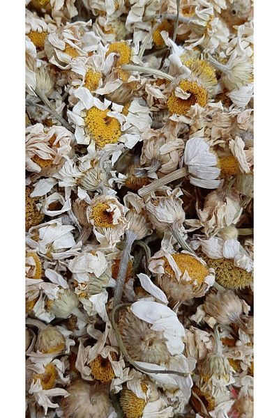 Herbary Natural May Daisy