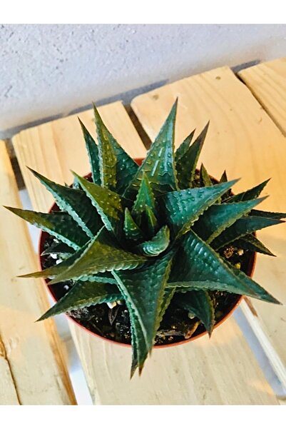 Yerli Haworthia Limifolia 8,5 cm Saksıda Yetişkin İç Ortam Bitkisi