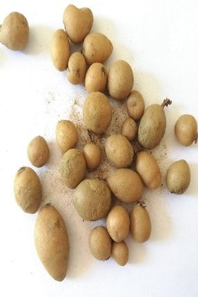 alibotanik 20 adet salep yumrusu tohumu hasat raporlu fiyati yorumlari trendyol alibotanik 20 adet salep yumrusu tohumu hasat raporlu fiyati yorumlari trendyol