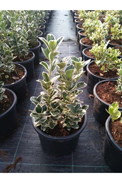 Fidan & Peyzaj Gümüşi Taflan (euonymus Japonica Silverking)