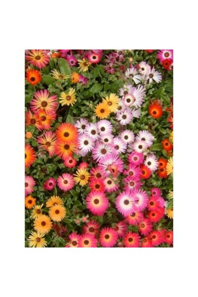 GARDENYA TOHUMCULUK 20 Adet Karışık Afrika Papatyası Çiçeği Tohumu