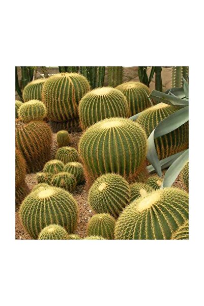 variegataseeds Altın Varil Kaktüs Tohumu 10 Adet Tohum