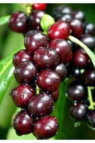 Ufuk Kara Yemiş Taflan Fidanı