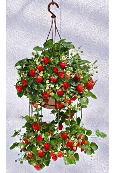 SARI TARIM Çilek Fidesi 5 Adet Yediveren Çilek Fidesi Çilek Fidanı Açık Kök Ç...