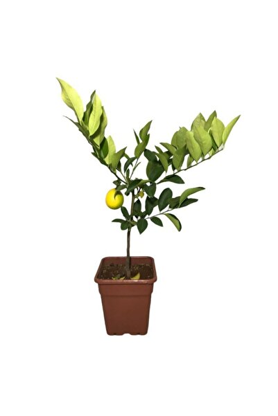 SARI TARIM Saksılı Limon Fidanı Bodur Iç Mekan Süs Bitkisi Limon Ağacı