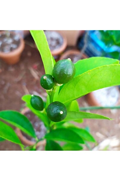 körfezgardens Limon Ağacı Fidanı Yediveren Limon Gür Dal Ve Yapraklı Aşılı