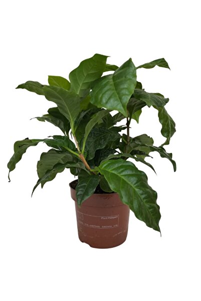 Genel Markalar Mini Kahve Bitkisi