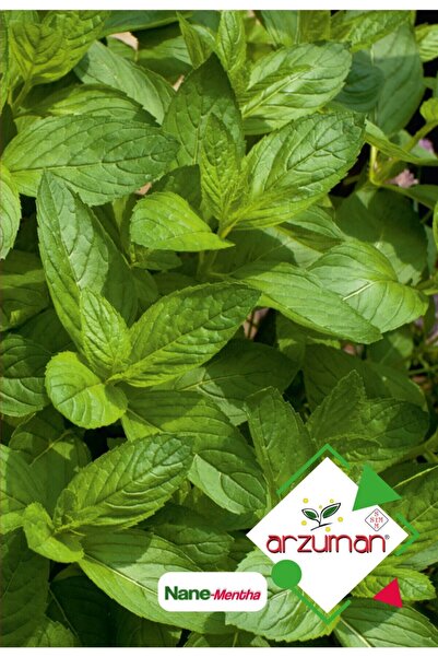 Arzuman Nane (mentha) Çiçek Tohumu 100 Adet