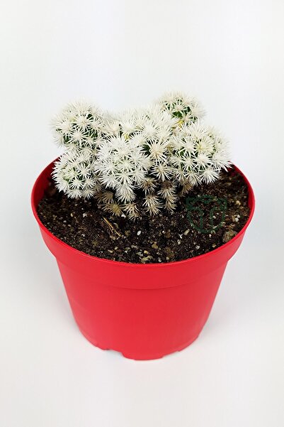 Toptan Kaktüs Mammillaria Gracilis Arizona Snowcap Beyaz Kartopu Kaktüs 8.5 C...