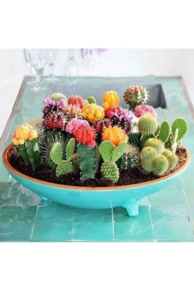 variegataseeds Kaktüs Çiçeği Tohumu Karışık 15 Adet