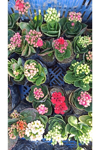 Ufuk Kalonche Çiçeği Fidesi