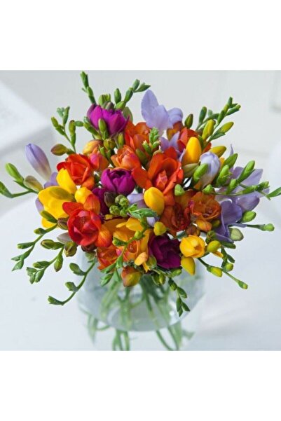 SARI TARIM 6 Adet Karışık Renklerde Mis Kokulu Frezya Soğanı