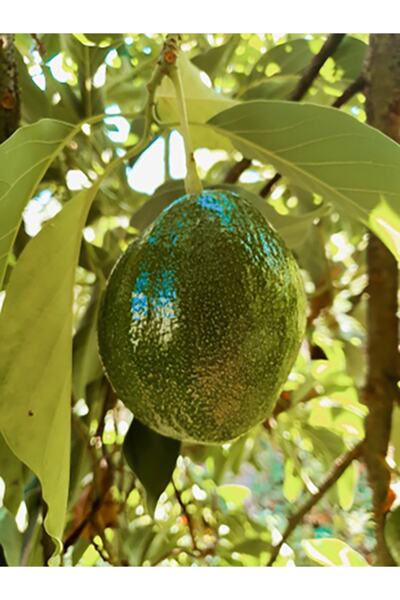 tropikal meyve Avokado (2 ADET)
