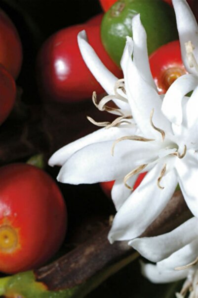 Genel Markalar Mini Kahve Bitkisi