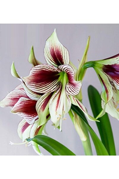1001fidan Hippeastrum Amaryllis Soğanı (GÜZEL HATUN ÇİÇEĞİ SOĞANI) Papillio