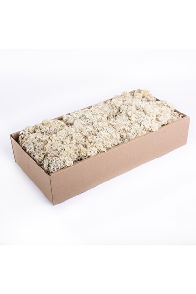 trendbahce Reindeer Moss Beyaz Şoklanmış Ithal Norveç Yosunu 500 gr